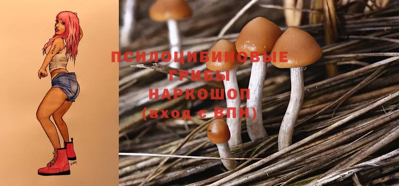 где можно купить наркотик  Анива  Псилоцибиновые грибы Magic Shrooms 